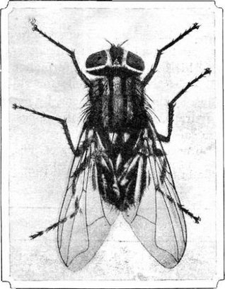The House Fly and How to Suppress It