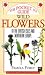 Pocket Guide to Wild Flowers