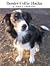 Border Collie Haiku by Angelo Dirks