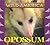 Opossum (Wild America)