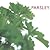 Parsley (Little Kitchen Library)