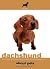 Dachsund