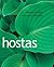 Hostas