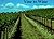 Vine to Wine