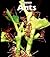 Ants (Naturebooks)