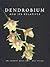 Dendrobium and Its Relatives