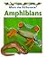 Amphibians