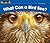 What Can a Bird See? (Rising Readers)