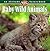 Baby Wild Animals