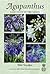 Agapanthus: A Revision of the Genus