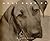What Dogs Do by Sharon Beals