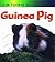 Guinea Pig (Life Cycle of A)