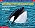 Do Whales Have Belly Buttons?