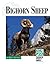 Endangered Animals and Habitats - Bighorn Sheep by Brett Bannor