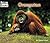 Orangutan (Welcome Books)