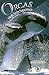 Orcas: High Seas Supermen