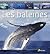 Les baleines by Pierre Darmangeat