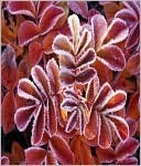 Charlatan's Web (Kindle Edition)