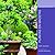 Plantas en macetas (Jardinería en Casa) (Spanish Edition)