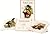 John Gould: The Family of T...