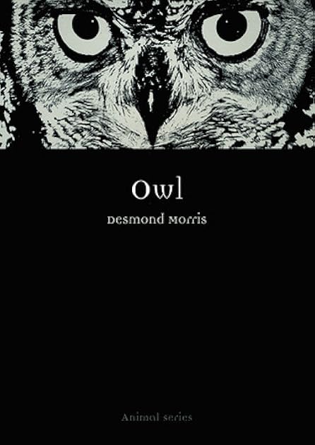Owl (Animal)