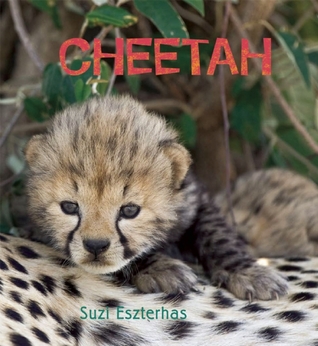 Cheetah (Eye on the Wild)