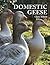 Domestic Geese