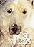 The Ice Bear