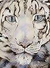 The Snow Leopard The Snow Leopard