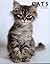 Cats by Alice Buckland