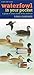 Waterfowl in Your Pocket: A Guide to Water Birds of the Midwest (Bur Oak Guide)