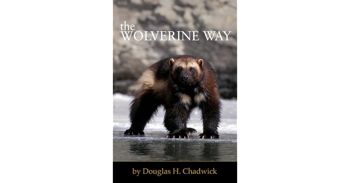 The Wolverine Way By Douglas H Chadwick