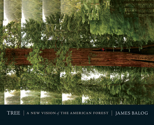 Tree: A New Vision of the American Forest (Paperback)