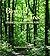 Beyond the Trees: Stories of Wisconsin Forests