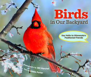 Birds in Our Backyard: Say Hello to Minnesota's Feathered Friends