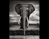 A Shadow Falls by Nick Brandt