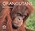 Orangutans