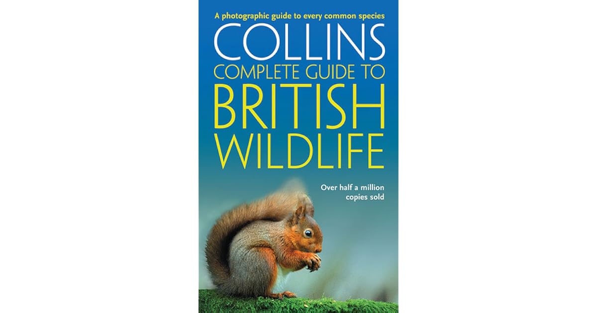 Collins Complete Guide To British Birds Paul Sterry Libro "Collins Complete Guide To British Birds" Di Paul Sterry - Guida Fotografica Usata Ma Perfetta! Radio Birdman - Foto 10