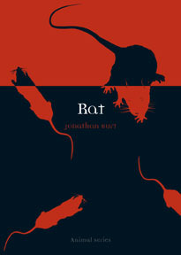 Rat (Animal)