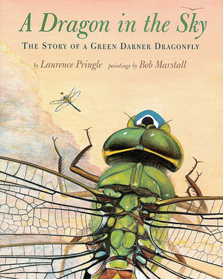 A Dragon in the Sky (Hardcover)