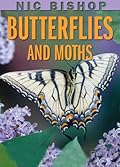 Butterflies And Moths