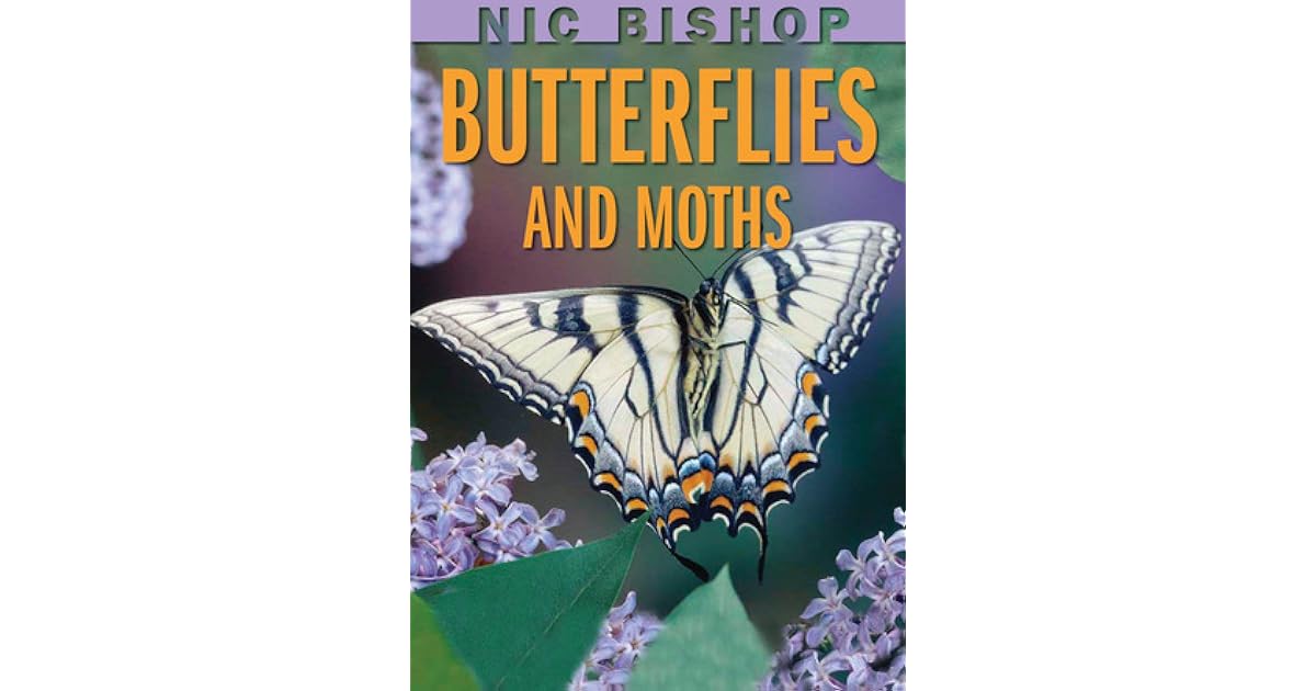 Butterflies And Moths by Nic