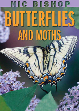 Butterflies And Moths (Hardcover)