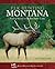 Elk Hunting Montana by Jack Ballard