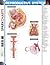 Reproductive System