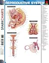 Reproductive System (SparkCharts)