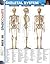 Skeletal System (SparkCharts)
