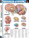 Nervous System (SparkCharts) Nervous System (SparkCharts)