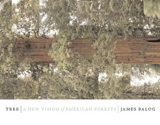 Tree: A New Vision of the American Forest (Hardcover)