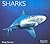 Sharks (World Life Library)